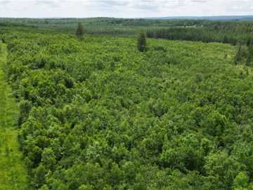 Radisson, WI: 80 Acres Off of Highway 40