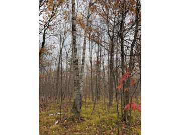 Cable, WI: Lot 10 N Silver Birch Drive