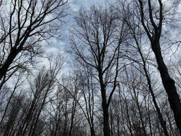 Granton, WI: OOO MAPLE 