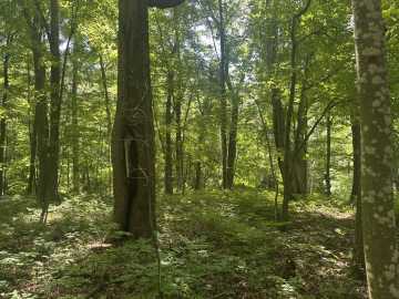 Elk Mound, WI: Lot 1 Becker Road