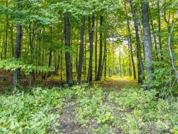 Exeland, WI: 38.2 Acres Vierck Lane