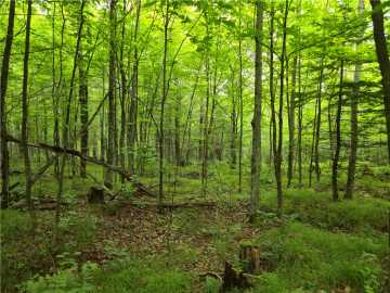 Cable, WI: Lot 31 & 32 Woodcrest Drive