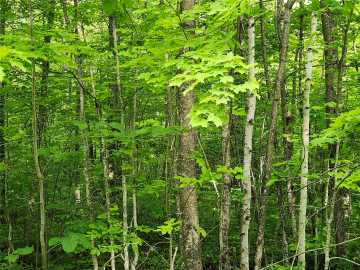 Couderay, WI: Off Borrie Road