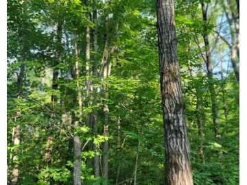 Ojibwa, WI: On Daisy Lane