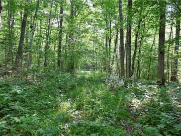 Cornell, WI: 80 Acres 240th Street