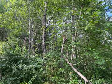 Couderay, WI: ON Delap Lane 