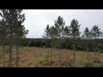 Barnes, WI: 211X Ellison Lake Road 